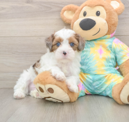 8 week old Shih Poo Puppy For Sale - Seaside Pups