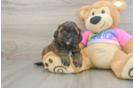 Smart Shih Poo Poodle Mix Pup