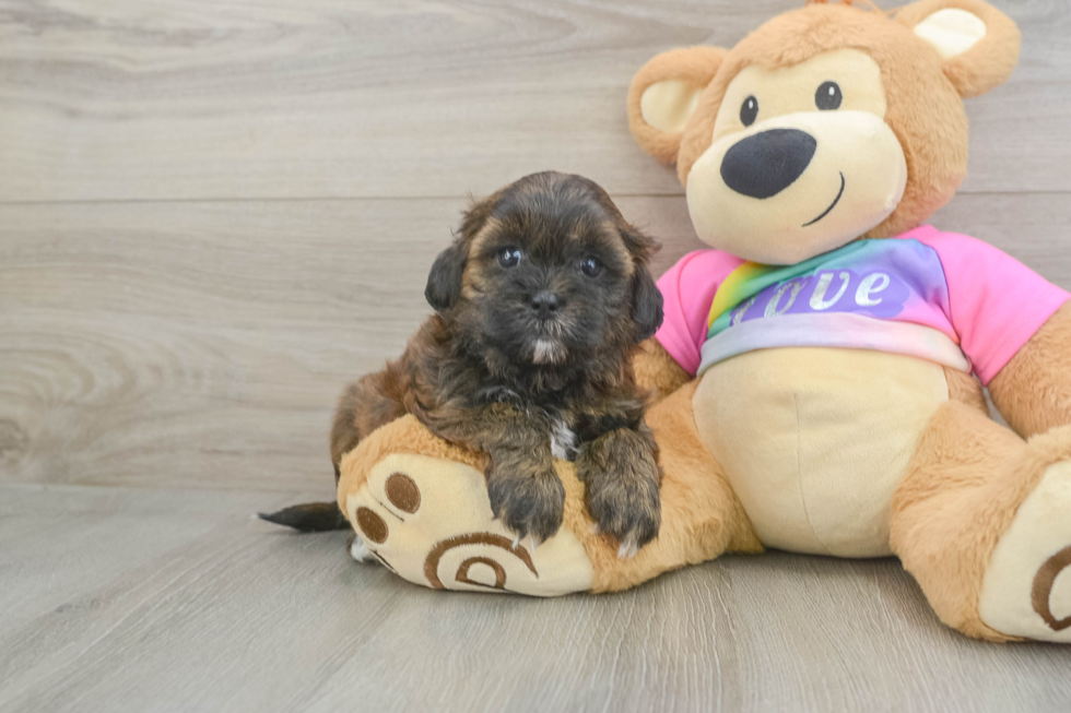 Smart Shih Poo Poodle Mix Pup