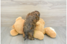 Adorable Shih Poo Poodle Mix Puppy