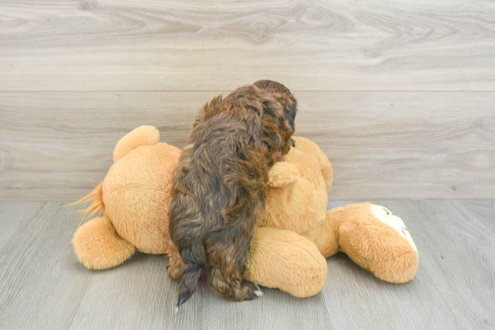 Adorable Shih Poo Poodle Mix Puppy