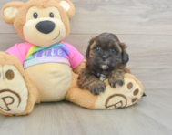 8 week old Shih Poo Puppy For Sale - Seaside Pups