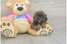 Sweet Shih Poo Baby