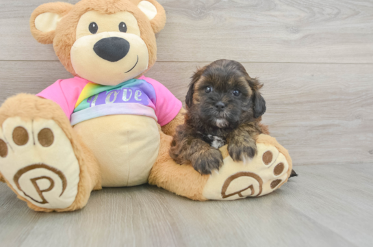 Sweet Shih Poo Baby