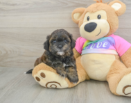 8 week old Shih Poo Puppy For Sale - Seaside Pups