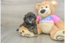 Friendly Shih Poo Baby