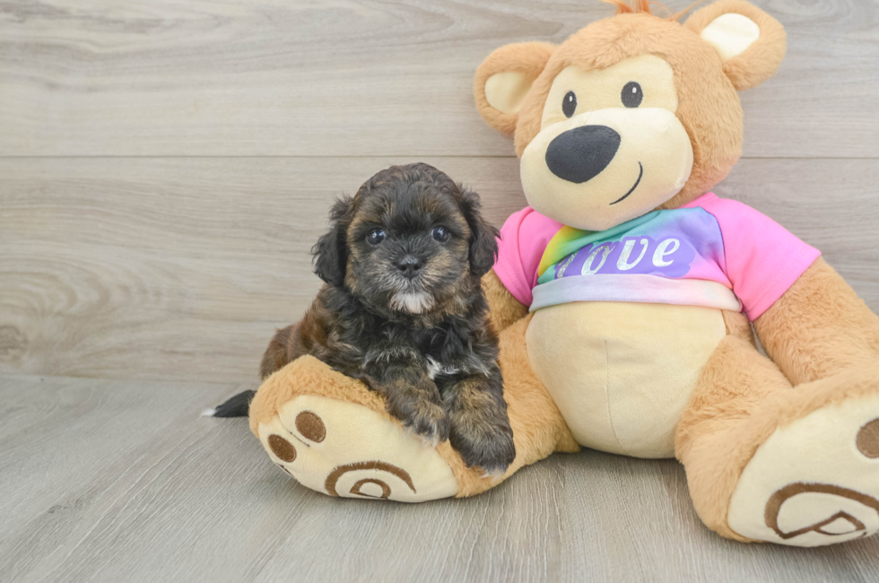5 week old Shih Poo Puppy For Sale - Seaside Pups