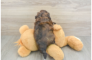 Small Shih Poo Baby