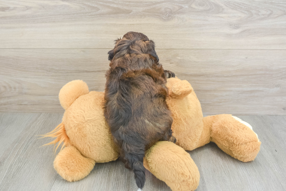Small Shih Poo Baby
