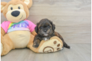 Adorable Shih Poo Poodle Mix Puppy
