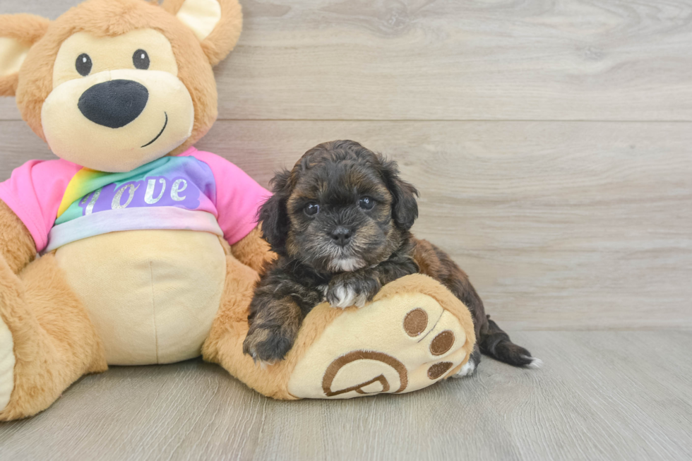 Adorable Shih Poo Poodle Mix Puppy