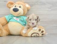 8 week old Shih Poo Puppy For Sale - Seaside Pups