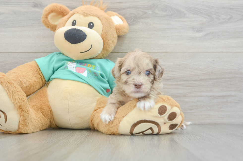 5 week old Shih Poo Puppy For Sale - Seaside Pups