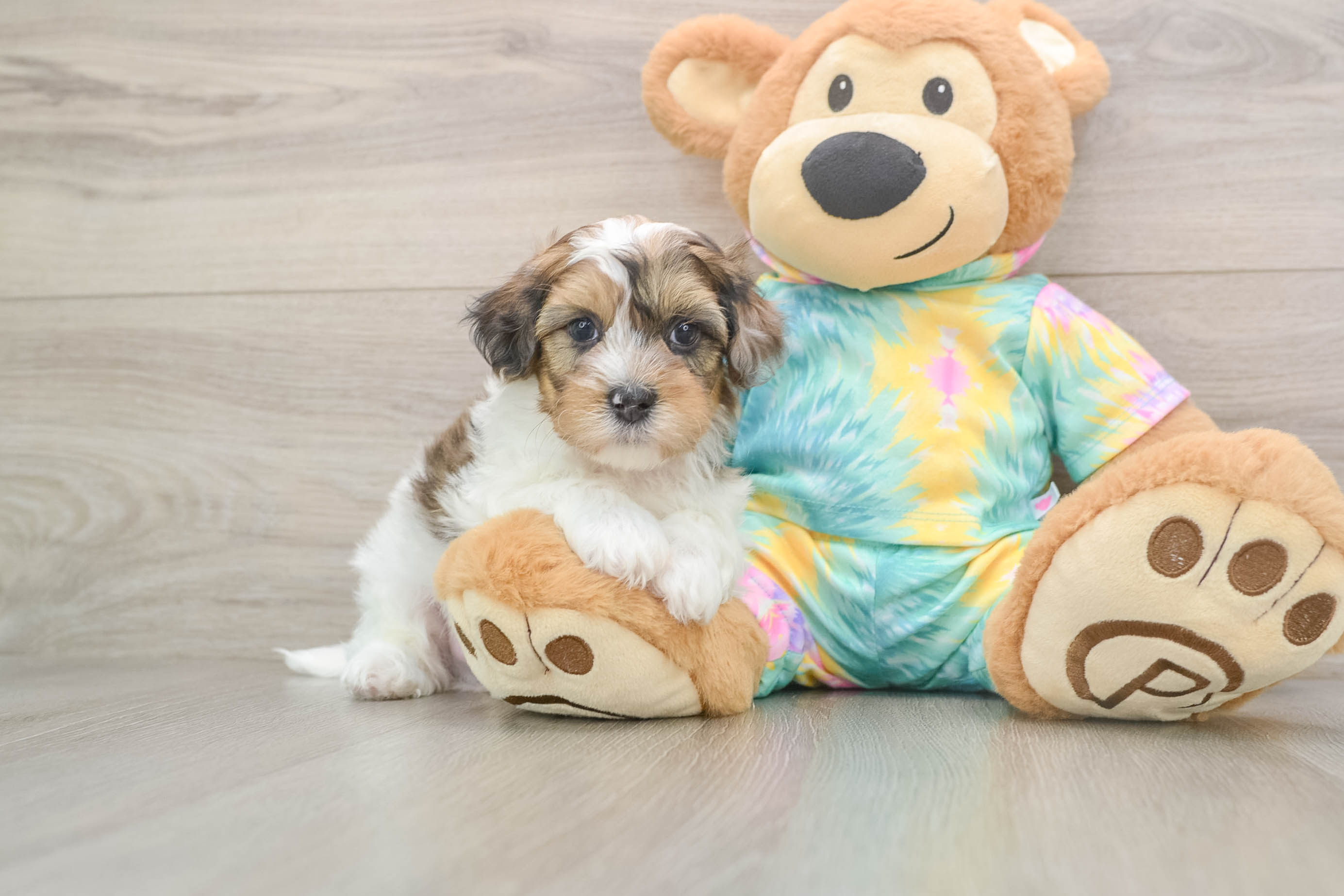 Shih Poo Puppy for Adoption