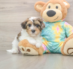 8 week old Shih Poo Puppy For Sale - Seaside Pups