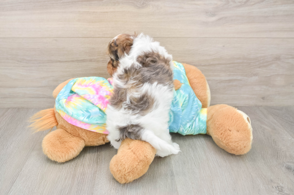 Sweet Shih Poo Baby