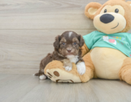 8 week old Shih Poo Puppy For Sale - Seaside Pups