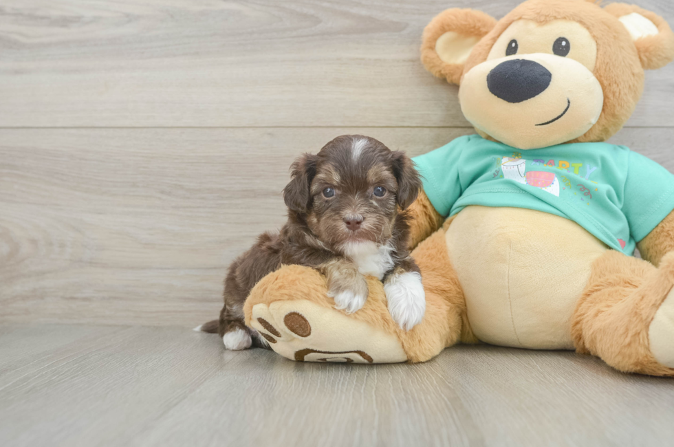 5 week old Shih Poo Puppy For Sale - Seaside Pups