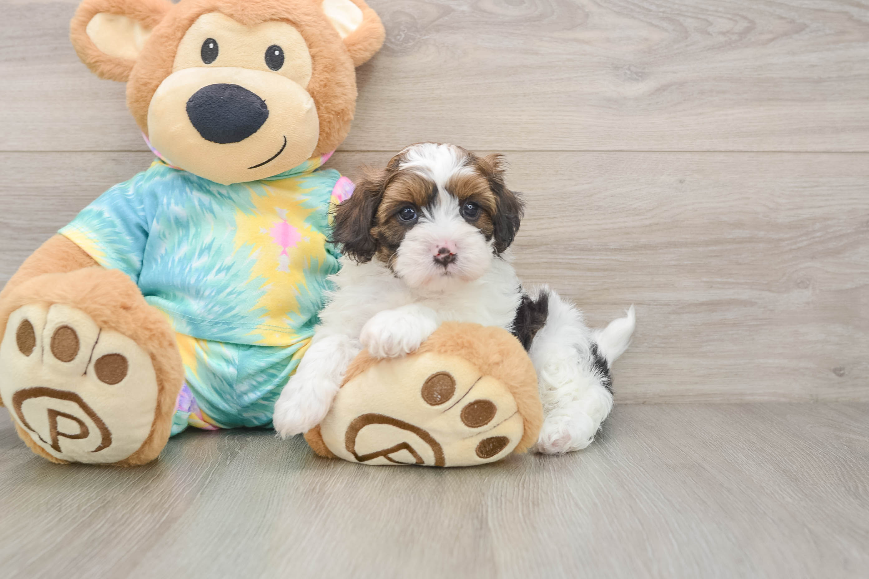 Little Shihpoo Poodle Mix Puppy