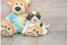 Little Shihpoo Poodle Mix Puppy