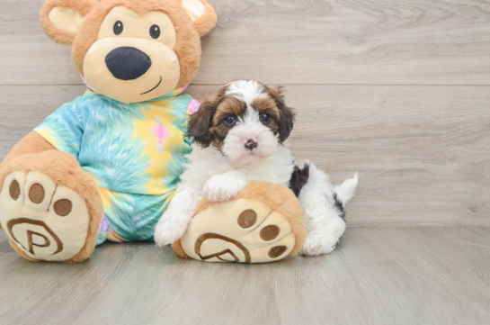 Little Shihpoo Poodle Mix Puppy