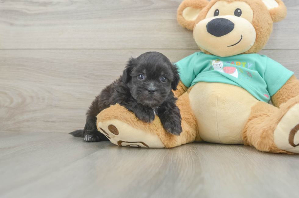 5 week old Shih Poo Puppy For Sale - Seaside Pups
