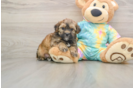 Little Shih Poo Poodle Mix Puppy