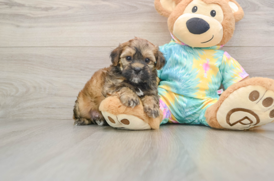 Little Shih Poo Poodle Mix Puppy