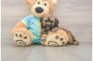 Friendly Shih Poo Baby