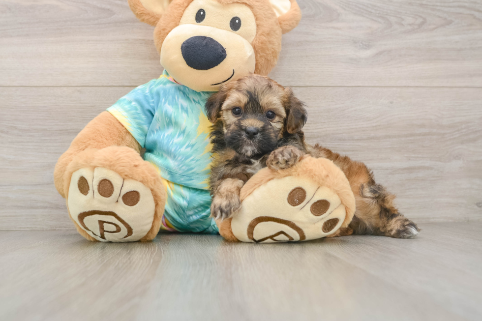 Friendly Shih Poo Baby