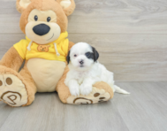 7 week old Shih Poo Puppy For Sale - Seaside Pups