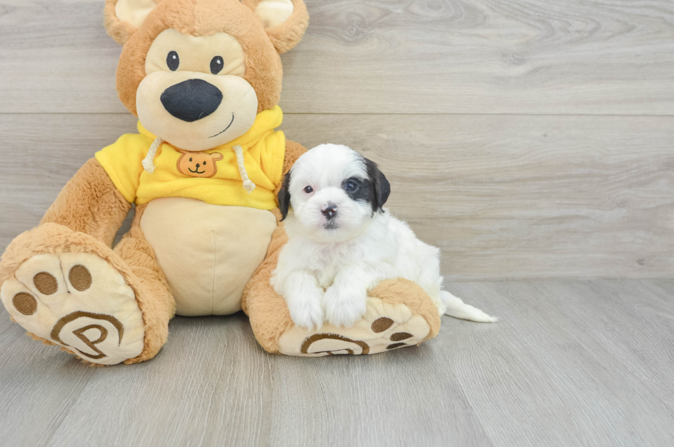 7 week old Shih Poo Puppy For Sale - Seaside Pups