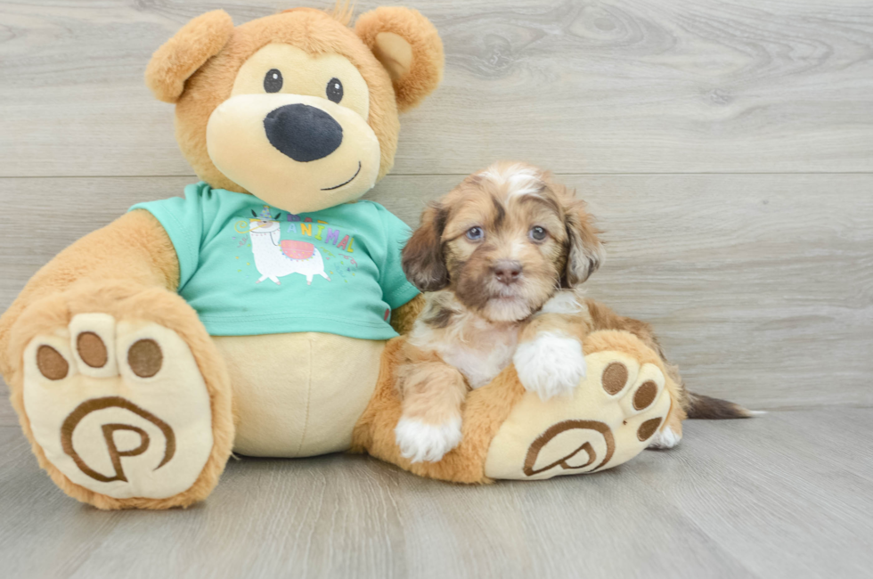 6 week old Shih Poo Puppy For Sale - Seaside Pups