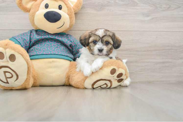 Shih Poo Puppy for Adoption