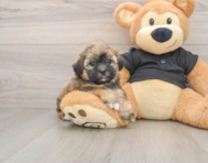 5 week old Shih Poo Puppy For Sale - Seaside Pups