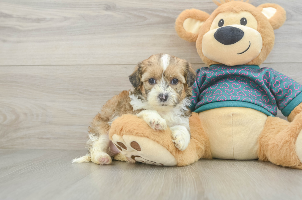 5 week old Shih Poo Puppy For Sale - Seaside Pups