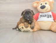 6 week old Shih Poo Puppy For Sale - Seaside Pups