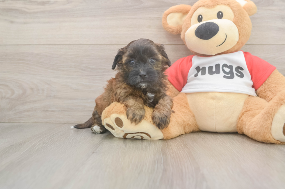 5 week old Shih Poo Puppy For Sale - Seaside Pups