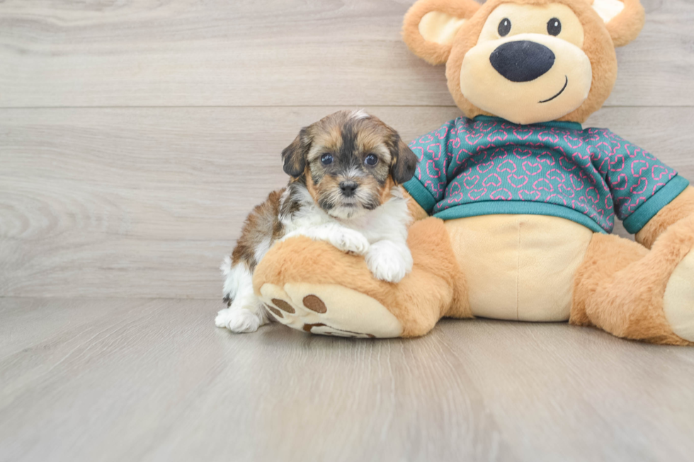 Funny Shih Poo Poodle Mix Pup