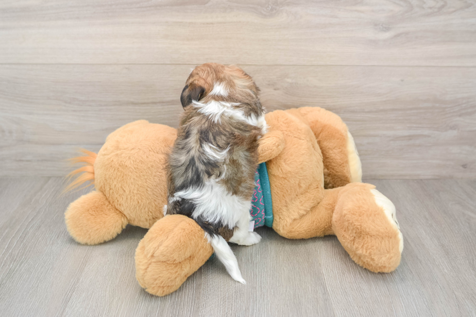 Funny Shih Poo Poodle Mix Pup