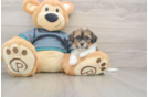 Shih Poo Pup Being Cute