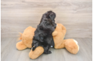 Shih Poo Pup Being Cute