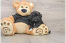 Shih Poo Puppy for Adoption
