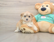 7 week old Shih Poo Puppy For Sale - Seaside Pups