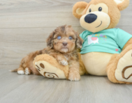 6 week old Shih Poo Puppy For Sale - Seaside Pups