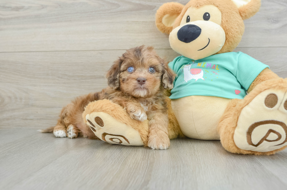 6 week old Shih Poo Puppy For Sale - Seaside Pups