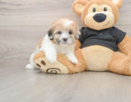 5 week old Shih Poo Puppy For Sale - Seaside Pups