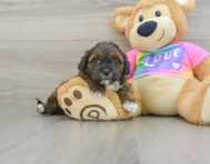 8 week old Shih Poo Puppy For Sale - Seaside Pups