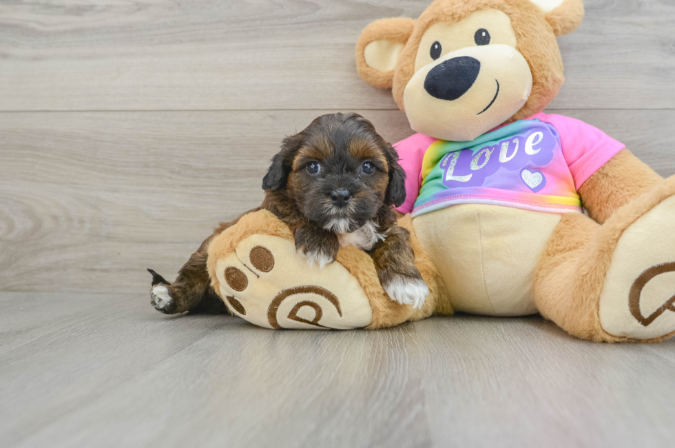 8 week old Shih Poo Puppy For Sale - Seaside Pups