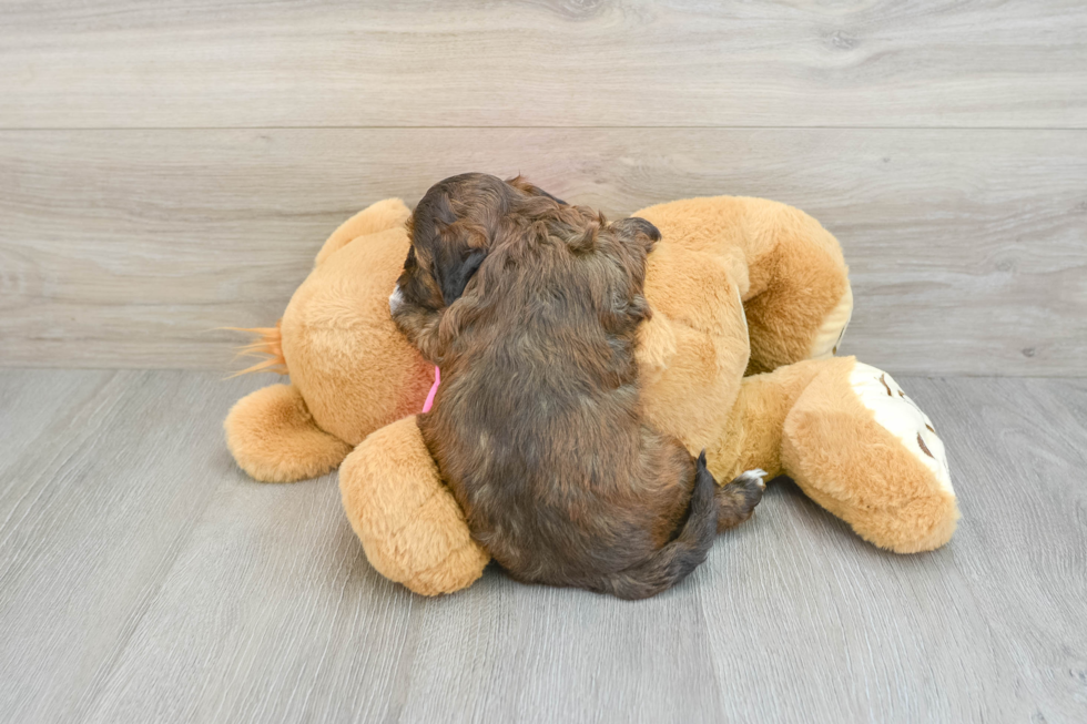 Small Shih Poo Baby